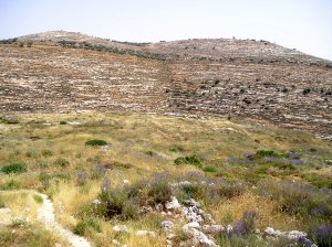 Ubicación de las ruinas de Silo en Khirbet Seilun.