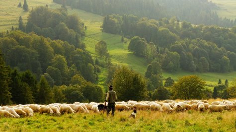 Un pastor con sus ovejas